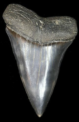 Large Fossil Mako Shark Tooth - #45955